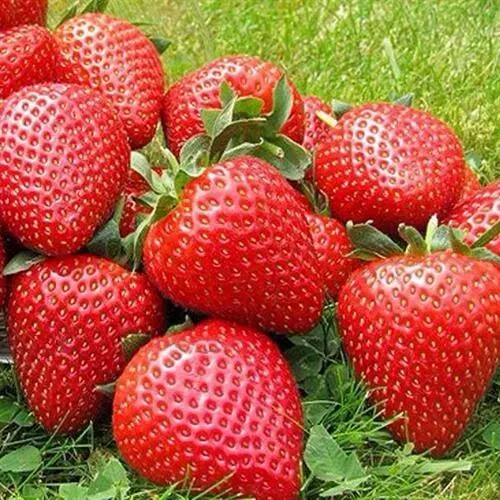 Клубника ЭЛИАНЕ в Ярославле