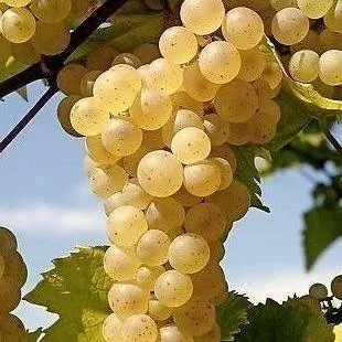 Неукрывные сорта   Неукрывные сорта  в Ярославле