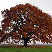 Дуб скальный в Ярославле