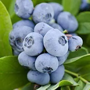 Ранние сорта  Ранние сорта в Ярославле