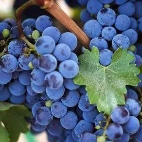 Винный   Винный  в Ярославле