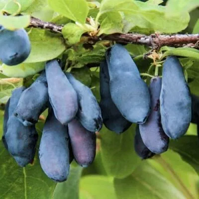 Саженцы жимолости оптом  Саженцы жимолости оптом в Ярославле