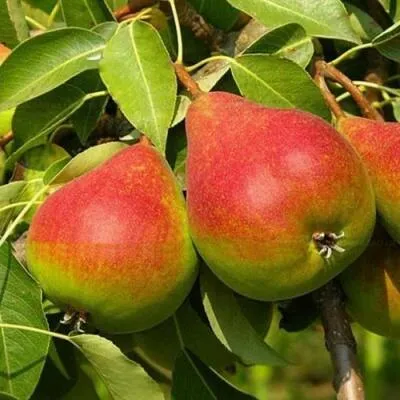 Саженцы груши оптом  Саженцы груши оптом в Ярославле