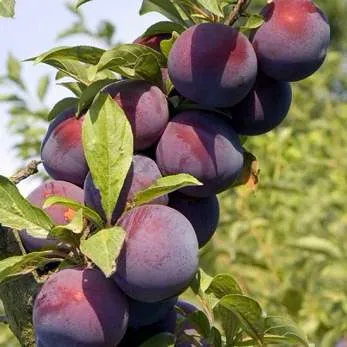 Поздняя  Поздняя в Ярославле