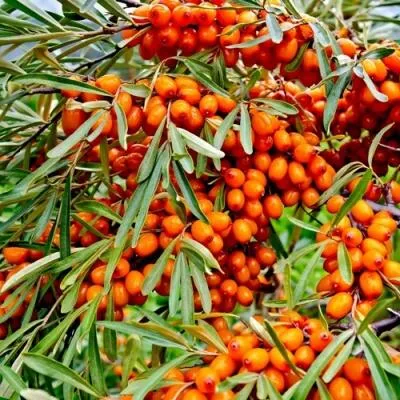 Саженцы облепихи оптом  Саженцы облепихи оптом в Ярославле