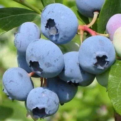 Поздние сорта  Поздние сорта в Ярославле