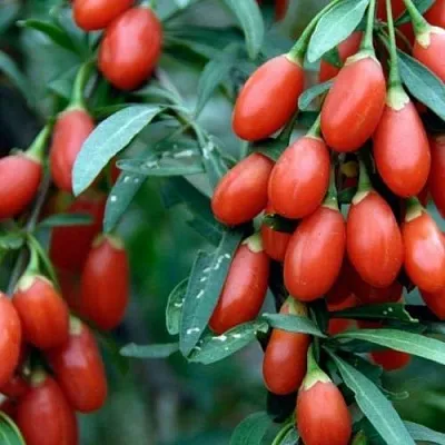 Годжи NEW BIG  Годжи NEW BIG в Ярославле