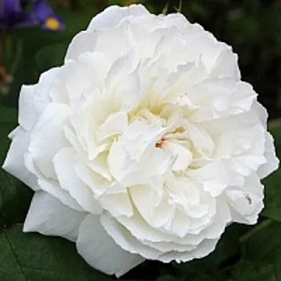 Саженцы роз ВИНЧЕСТЕР КАФЕДРАЛ английская  Саженцы роз ВИНЧЕСТЕР КАФЕДРАЛ английская в Ярославле