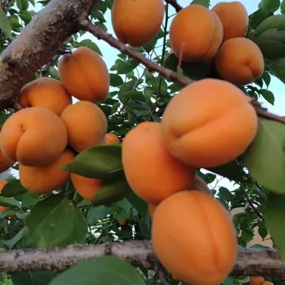 Абрикос ГОЛД РИЧ  Абрикос ГОЛД РИЧ в Ярославле