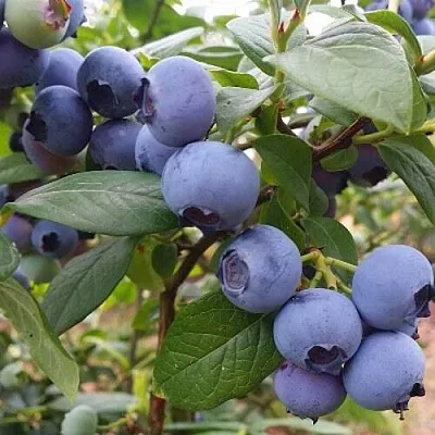 Голубика БЛЮГОЛД  Голубика БЛЮГОЛД в Ярославле