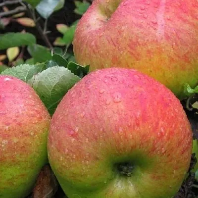 Яблоня ЯБЛОЧНЫЙ СПАС  Яблоня ЯБЛОЧНЫЙ СПАС в Ярославле