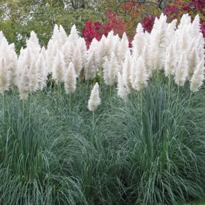 Кортадерия белая (пампасная трава) в Ярославле