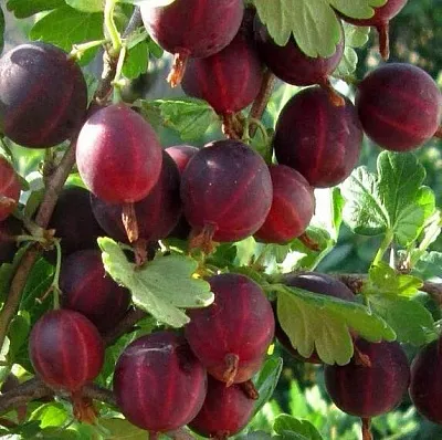 Крыжовник ХИННОМАКИ РОТ в Ярославле