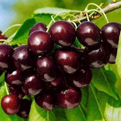 Черешня ВИТЯЗЬ  Черешня ВИТЯЗЬ в Ярославле