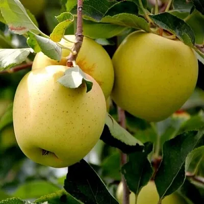 Яблоня ГОЛДЕН ВЛАДИМИРСКИЙ  Яблоня ГОЛДЕН ВЛАДИМИРСКИЙ в Ярославле