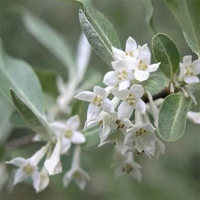 ЛОХ СЕРЕБРИСТЫЙ  ЛОХ СЕРЕБРИСТЫЙ в Ярославле