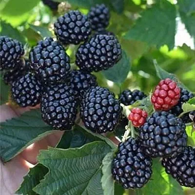 Ежевика ПОЛАР бесшипная  Ежевика ПОЛАР бесшипная в Ярославле