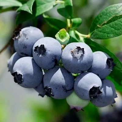 Голубика СИЕРРА  Голубика СИЕРРА в Ярославле