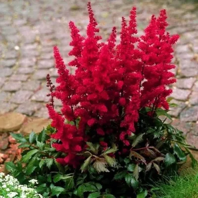 Астильба ГЛАТ Арендса — описание сорта Астильба ГЛАТ Арендса в Ярославле