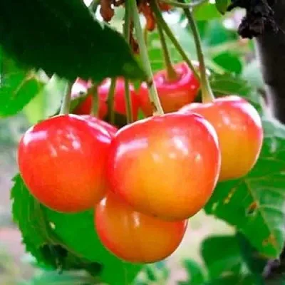 Черешня ДОНЧАНКА  Черешня ДОНЧАНКА в Ярославле