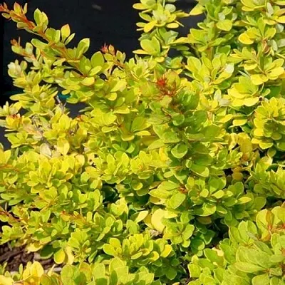 Барбарис СЕНСЕЙШЕН тунберга  Барбарис СЕНСЕЙШЕН тунберга в Ярославле