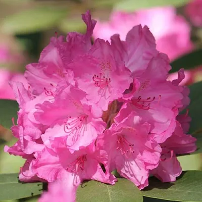 Рододендрон ЛУМИНА  Рододендрон ЛУМИНА в Ярославле