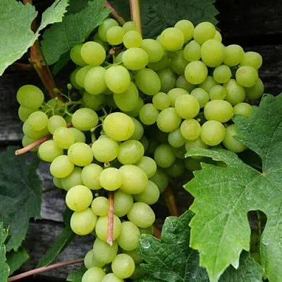 Виноград АЛЕШЕНЬКИН  Виноград АЛЕШЕНЬКИН в Ярославле