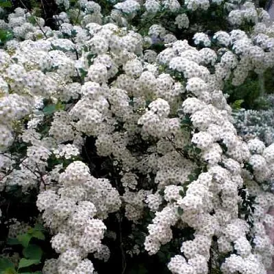 Спирея ВАНГУТТА  Спирея ВАНГУТТА в Ярославле