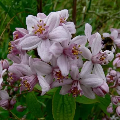Дейция МОУНТ РОУЗ  Дейция МОУНТ РОУЗ в Ярославле