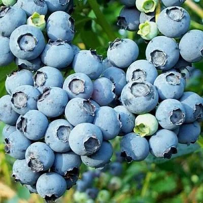 Голубика ПУРУ  Голубика ПУРУ в Ярославле