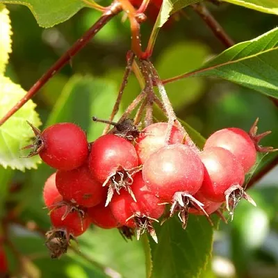 Боярышник ШАМИЛЬ  Боярышник ШАМИЛЬ в Ярославле