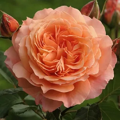 Саженцы роз БЕЛЬВЕДЕР шраб  Саженцы роз БЕЛЬВЕДЕР шраб в Ярославле