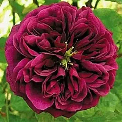 Саженцы роз ЗЕ ПРИНЦ английская  Саженцы роз ЗЕ ПРИНЦ английская в Ярославле