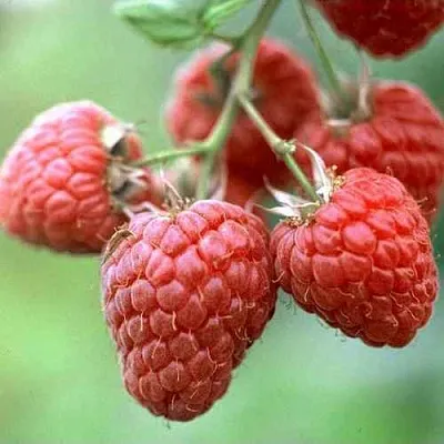 Малина ХЕРИТЕЙДЖ  Малина ХЕРИТЕЙДЖ в Ярославле