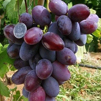 Средние сорта  Средние сорта в Ярославле