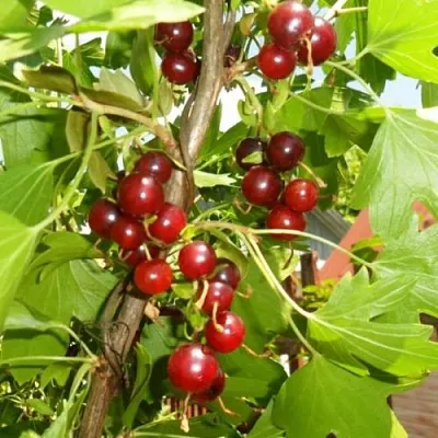 Смородина золотистая ВИШНЕВАЯ  Смородина золотистая ВИШНЕВАЯ в Ярославле