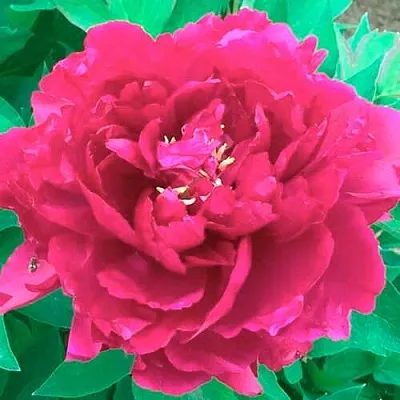 Пион ОСТРОВНОЙ МИНИСТР древовидный  Пион ОСТРОВНОЙ МИНИСТР древовидный в Ярославле