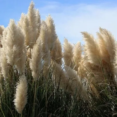 Кортадерия белая (пампасная трава) в Ярославле