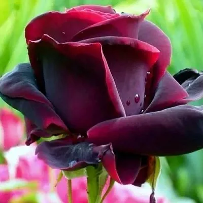 Саженцы роз ЧЕРНЫЙ ПРИНЦ чайно-гибридная в Ярославле