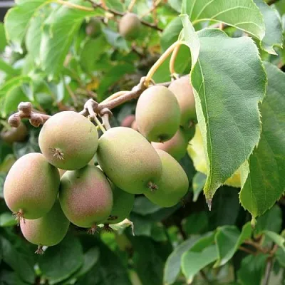 Актинидия ЛЮСИ аргута   Актинидия ЛЮСИ аргута  в Ярославле