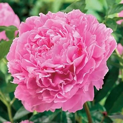 Пион МИСС ЭКХАРТ травянистый  Пион МИСС ЭКХАРТ травянистый в Ярославле