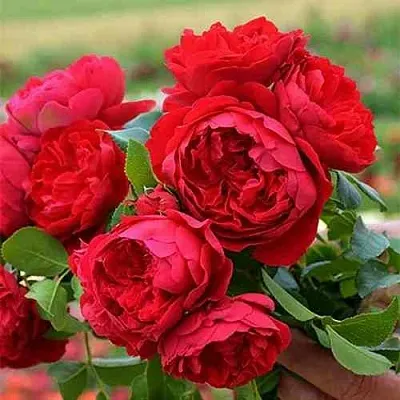 Саженцы роз ФЛОРЕНТИНА плетистая в Ярославле