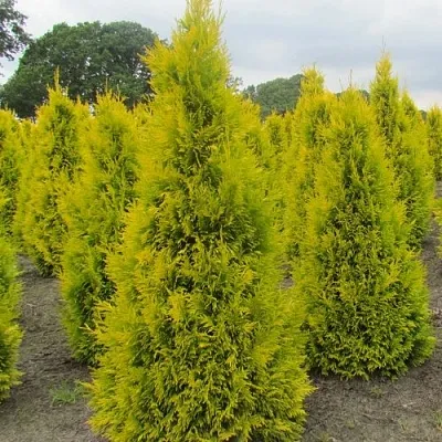Туя САНКИСТ западная  Туя САНКИСТ западная в Ярославле