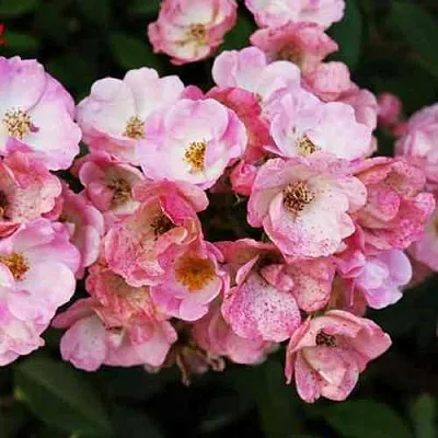 Саженцы роз АЛДЕН БИЗЕН мускусная в Ярославле