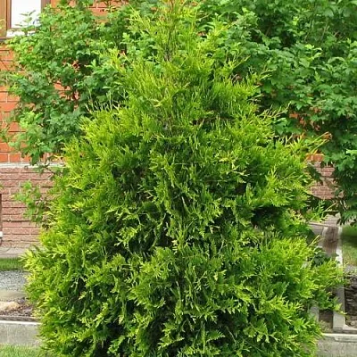 Туя АНЯ (АНИЕ) западная в Ярославле