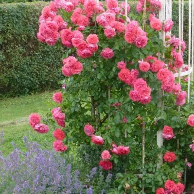 Саженцы роз РОЗЕУМ ЮТЕРСОН плетистая — описание сорта Саженцы роз РОЗЕУМ ЮТЕРСОН плетистая в Ярославле