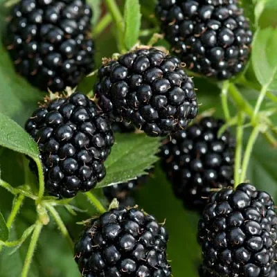 Ежевика АГАВАМ  Ежевика АГАВАМ в Ярославле