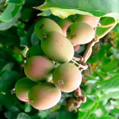 Актинидия ГИБРИДНАЯ КОЛБАСИНОЙ — описание сорта Актинидия ГИБРИДНАЯ КОЛБАСИНОЙ в Ярославле