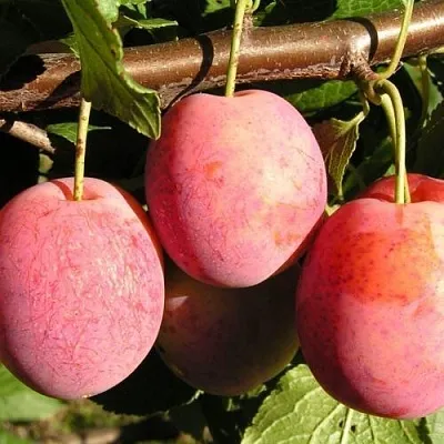 Слива ВИКТОРИЯ  Слива ВИКТОРИЯ в Ярославле