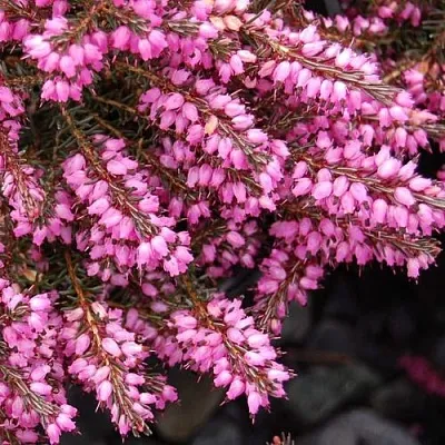 Эрика СТИНКЕ дарленская  Эрика СТИНКЕ дарленская в Ярославле